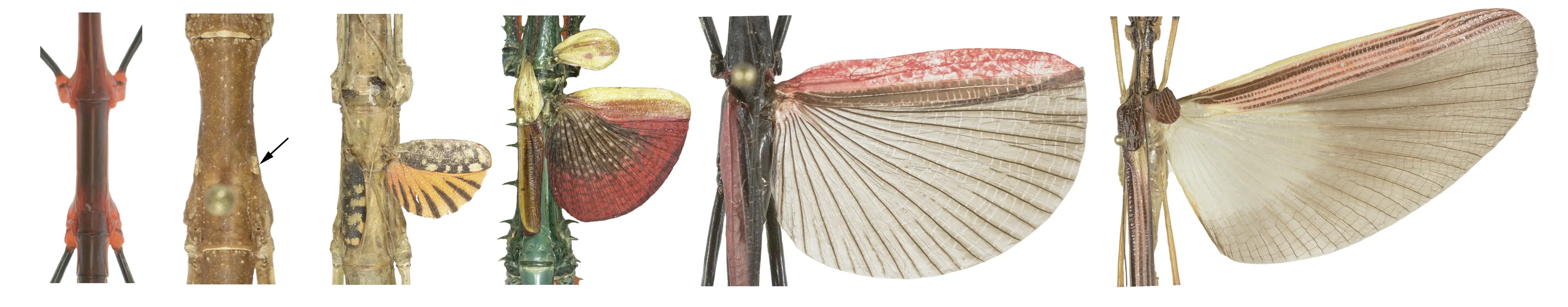 Fásmido alado fósil en ámbar