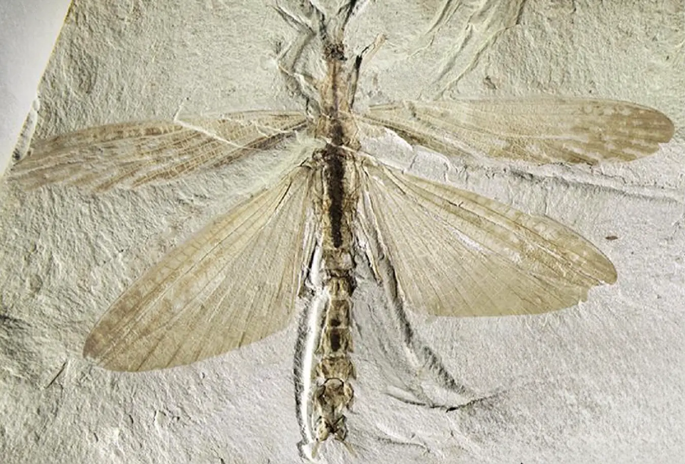 Fósil de insecto palo con alas