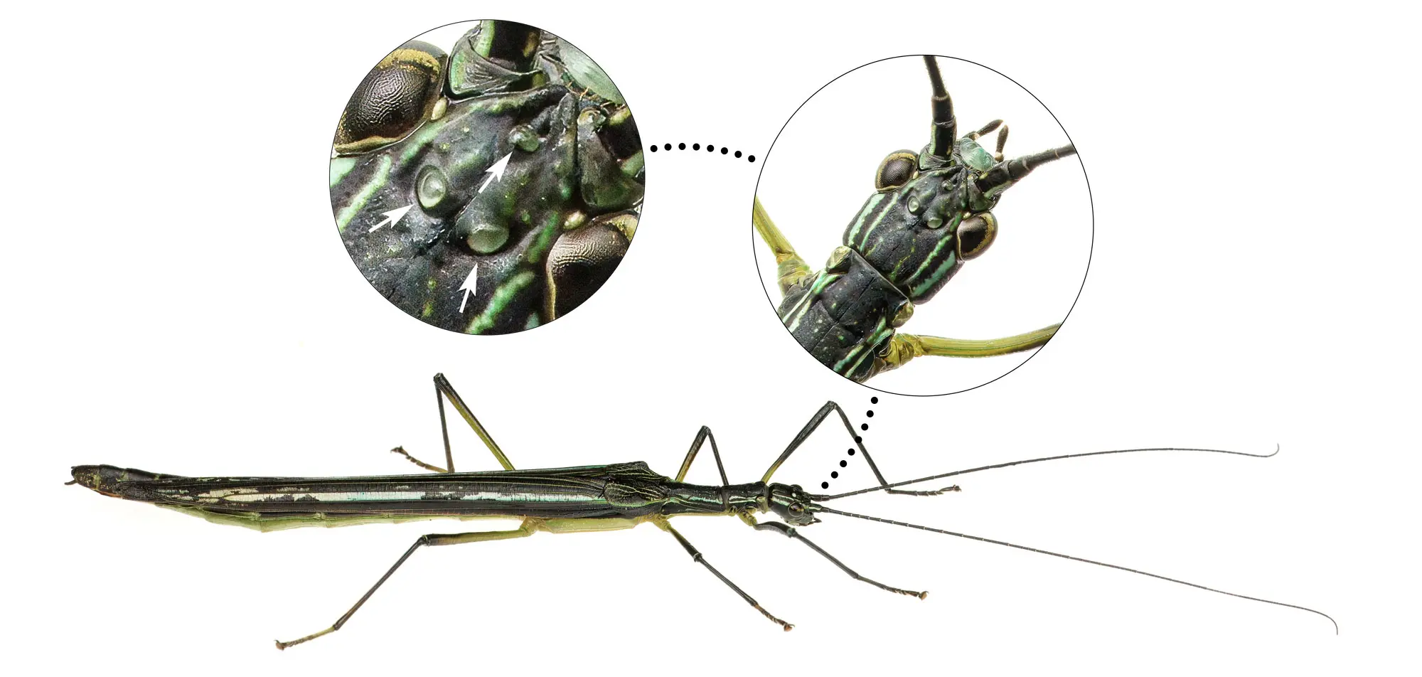 Foto mostrando ocelos