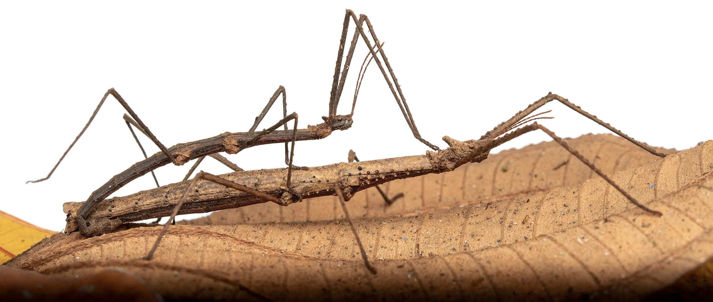 Insecto palo sobre hoja