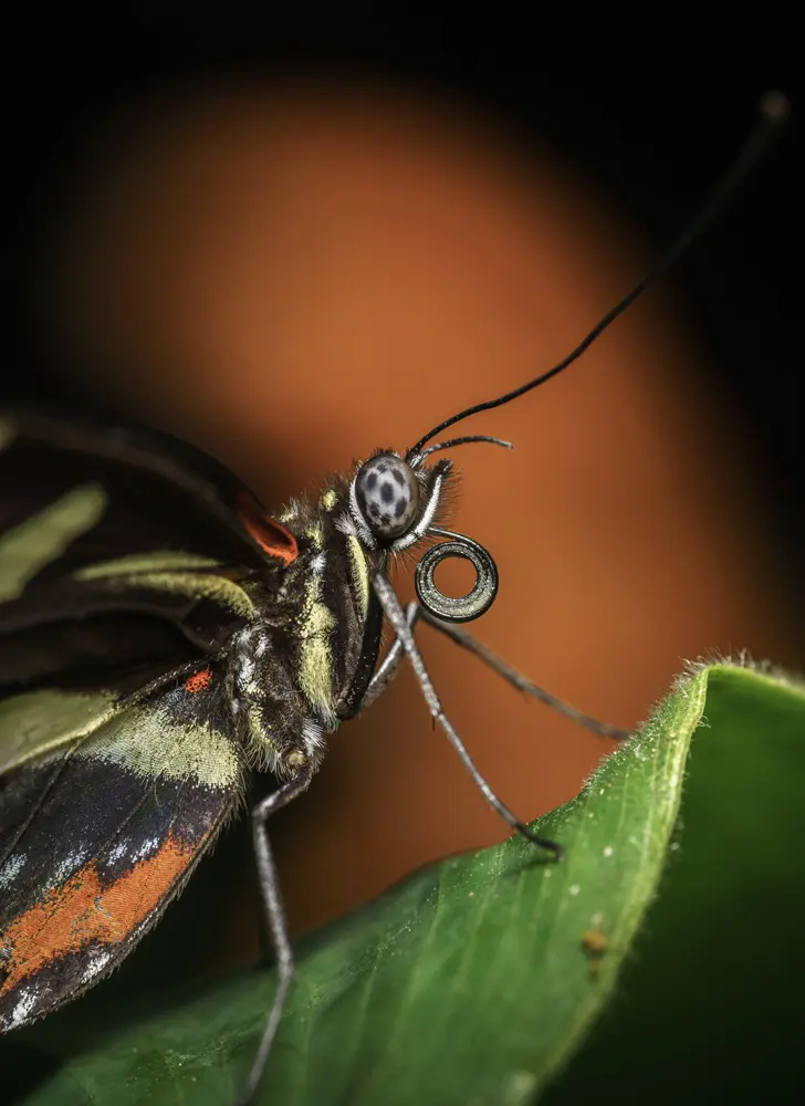 Descripción del insecto en Bloque 2