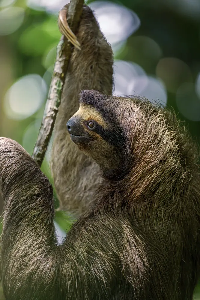 Perezoso en un árbol