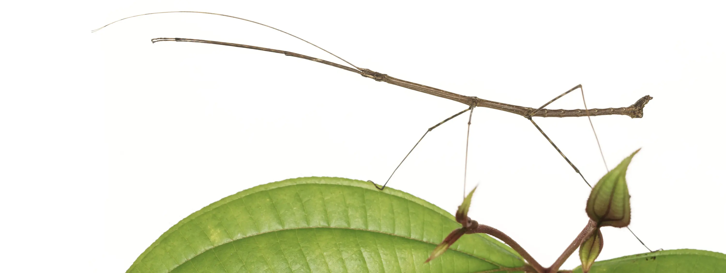 Insecto palo sobre hoja