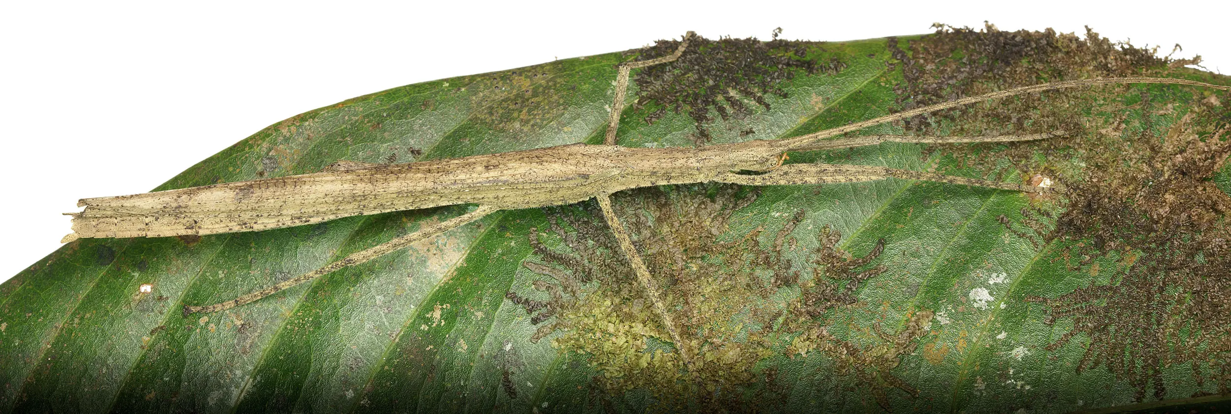 Insecto palo sobre hoja