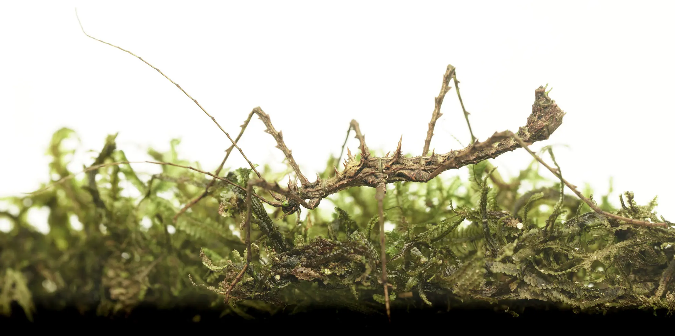 Insecto palo sobre hoja seca
