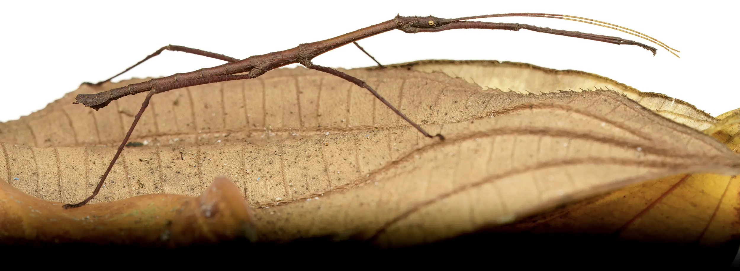 Insecto palo sobre hoja seca