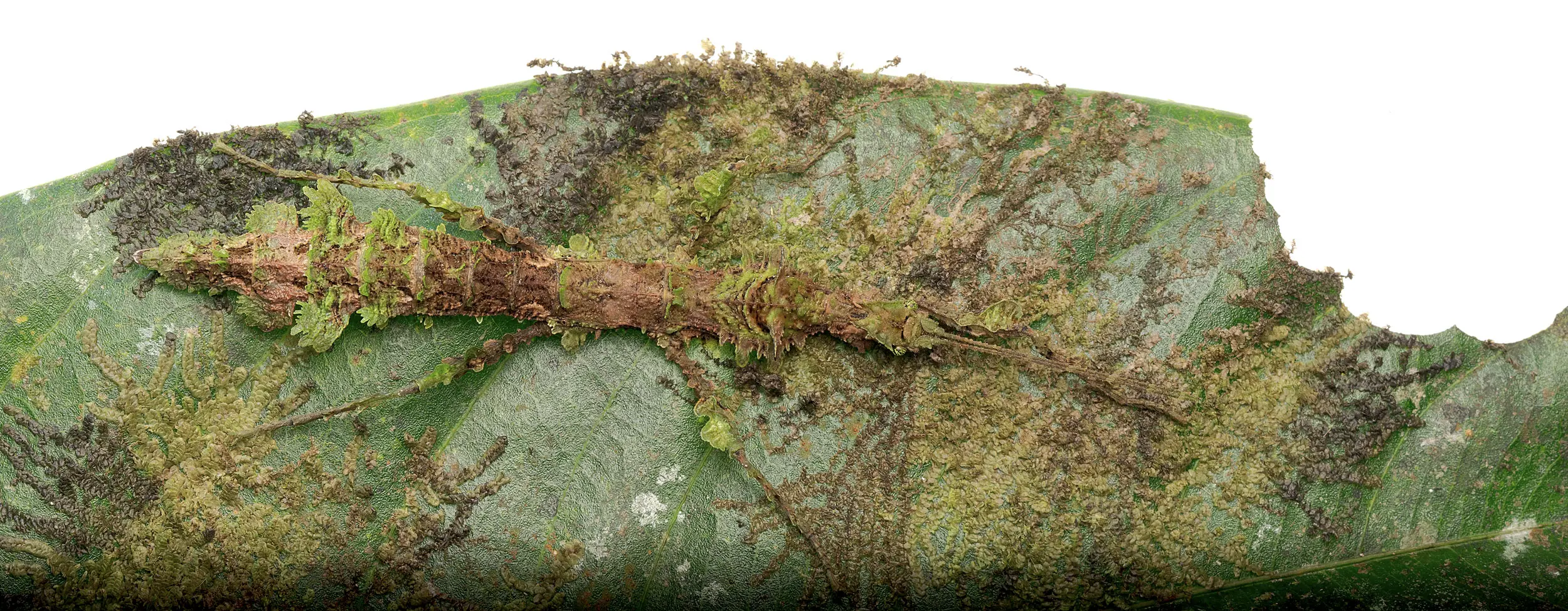 Insecto palo sobre hoja